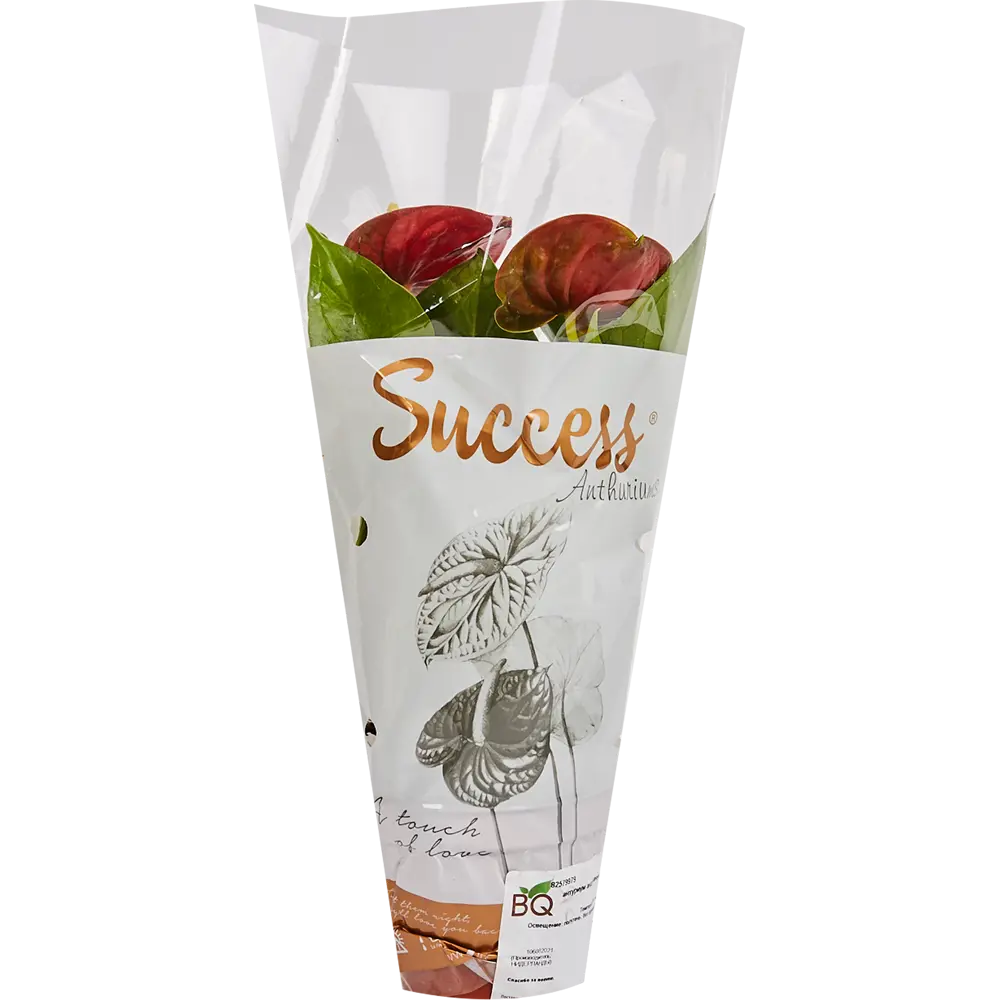 Santreyd Антуриум Андреанум - тропическое украшение интерьера с разноцветными соцветиями 82579979 STLM-0030549 - Вид №3