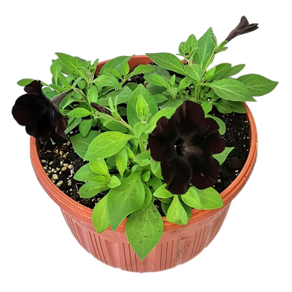 Петуния Софистика Блэкбери ø21 h10 см Santreyd STLM-2015685