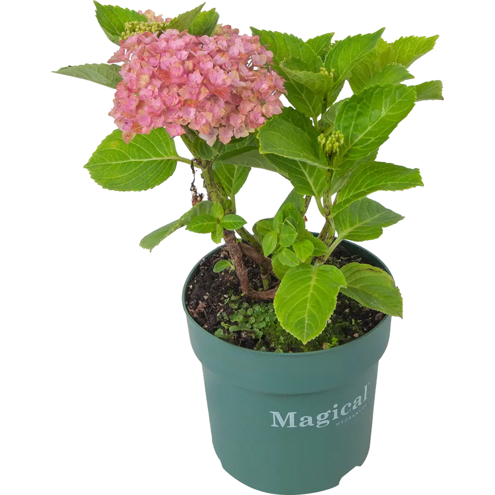 Саженец Гортензия крупнолистная Мэджикал ø14 h40 см 84922795 STLM-2205669 Santreyd  - Вид №2