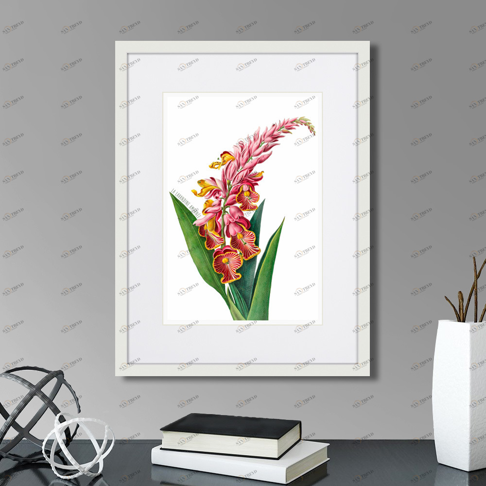 Литография на тонированной бумаге 42х32 см Caribian Flora Pink Alpinia, 1740г. КАРТИНЫ В КВАРТИРУ  264448 Белый;коричневый;разноцветный 