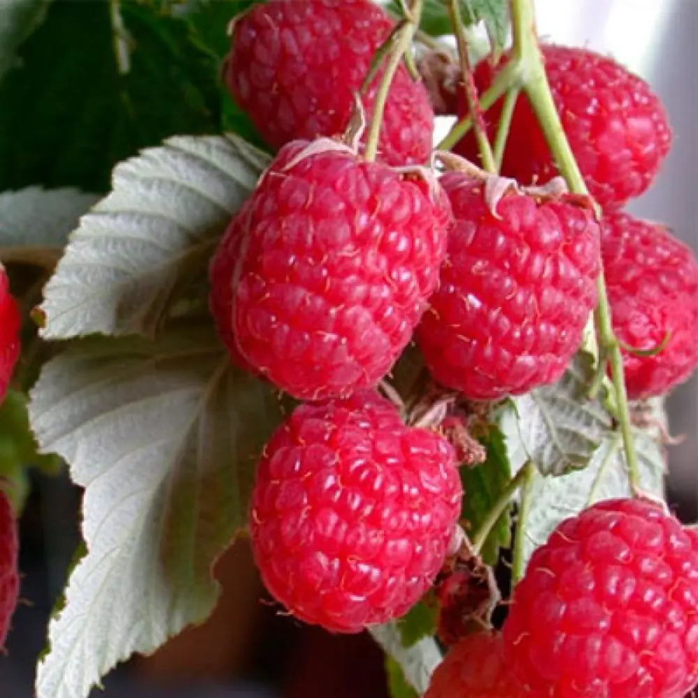 Малина ремонтантная Таруса пакет 89465398 STLM-2107668 PLANTMARKET 