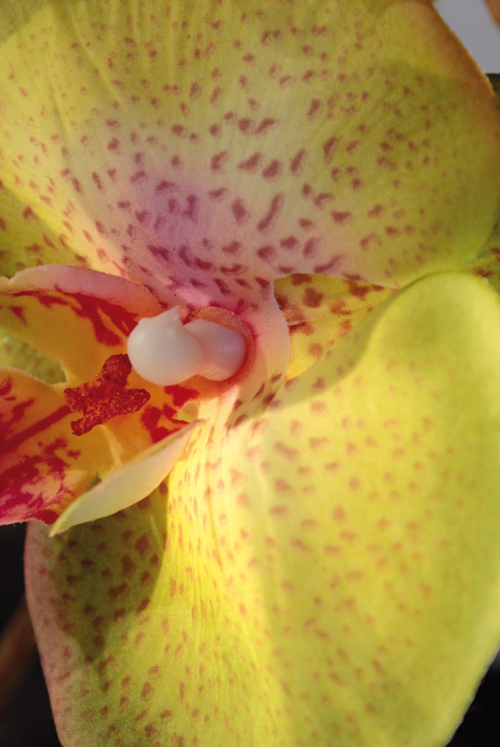 2581 805 a3 Искусственная орхидея Phalaenopsis, 103 см, real touch, зелено-роза H-andreas 