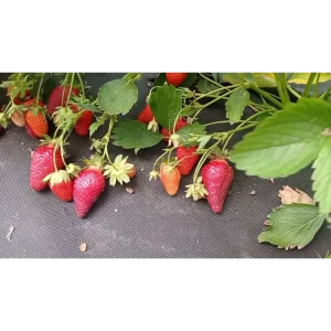 Земляника садовая Лючия ø9 h20 см 87691190 STLM-2183882