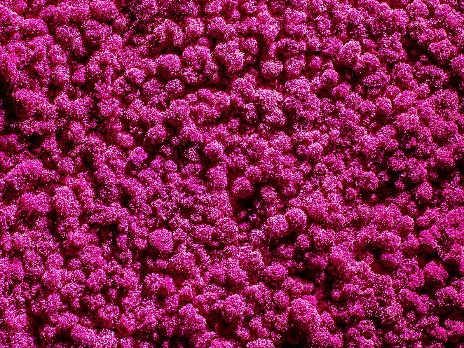 Растительная стена из мха Freund GmbH зеленый ARCH-00125792 - Вид №7