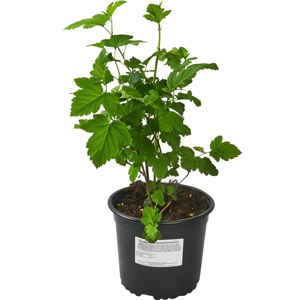 Santreyd Пузыреплодник калинолистный для живой изгороди 87620870 STLM-0074563 - Вид №1