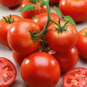 82585491 Томат 12x10 см
