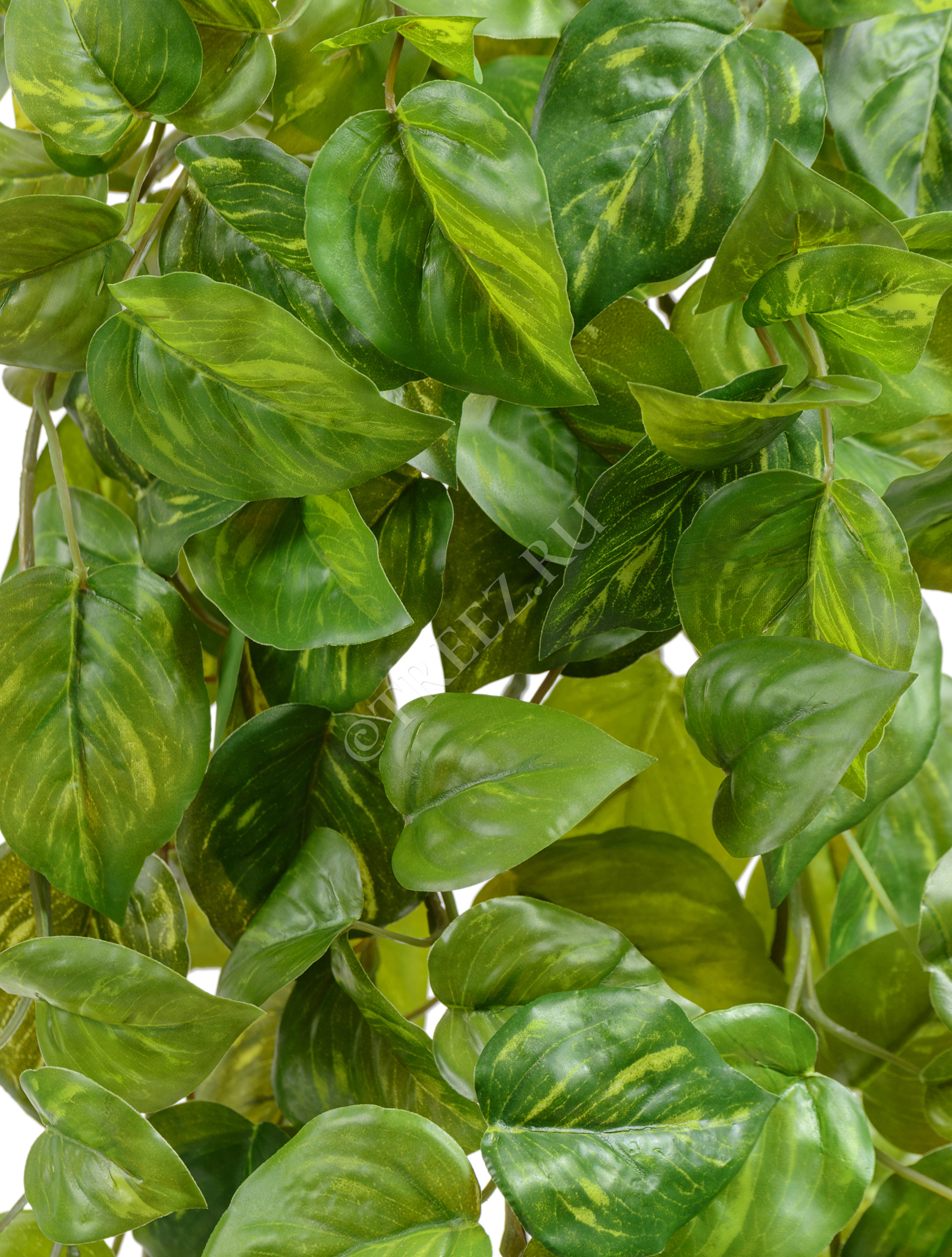 20.05200264GY-L Потос Ауреум ампельный Цветочная коллекция  - Вид №1