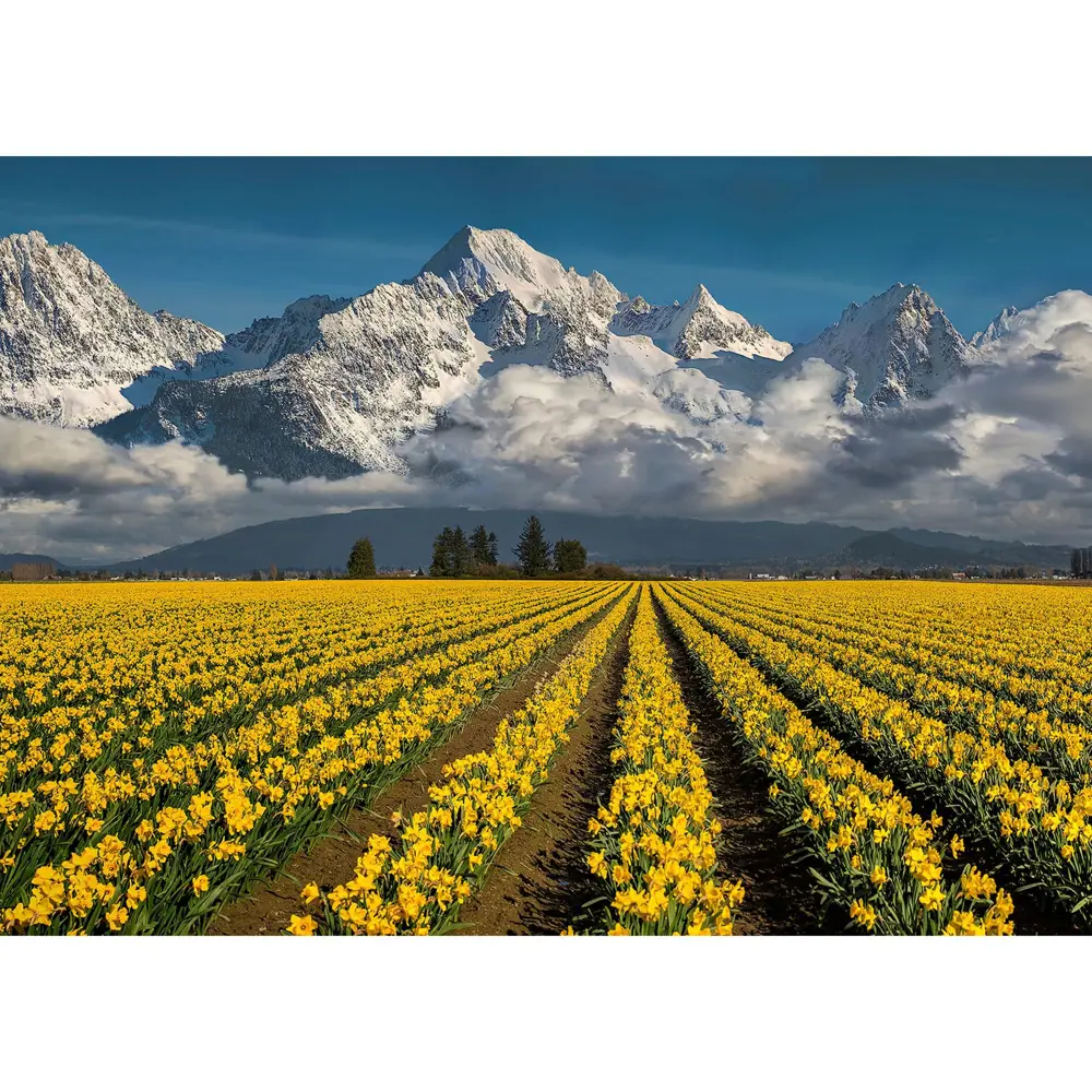 Фотообои бумажные «Небо и нарциссы» 254х184 см POSTERMARKET STLM-2059620