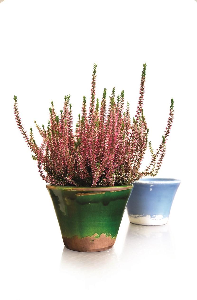 PAOLELLI GARDEN Низкий садовый горшок из терракоты ручной работы Smaltata firenze 25 4848 - Вид №1