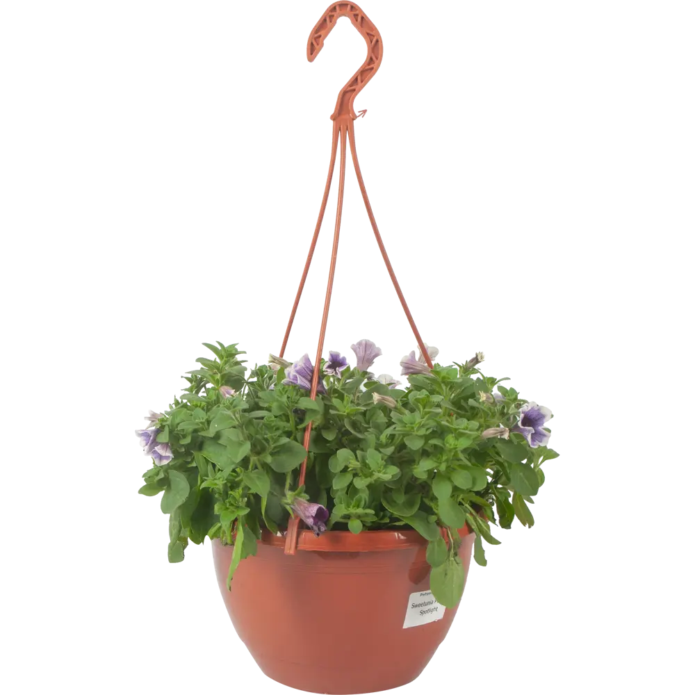 Santreyd Петуния ампельная - пышное цветение для сада и балкона 83597582 STLM-0966217