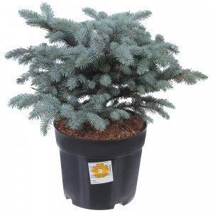 81959273 Ель колючая «Глаука Глобоза» d25/40-50