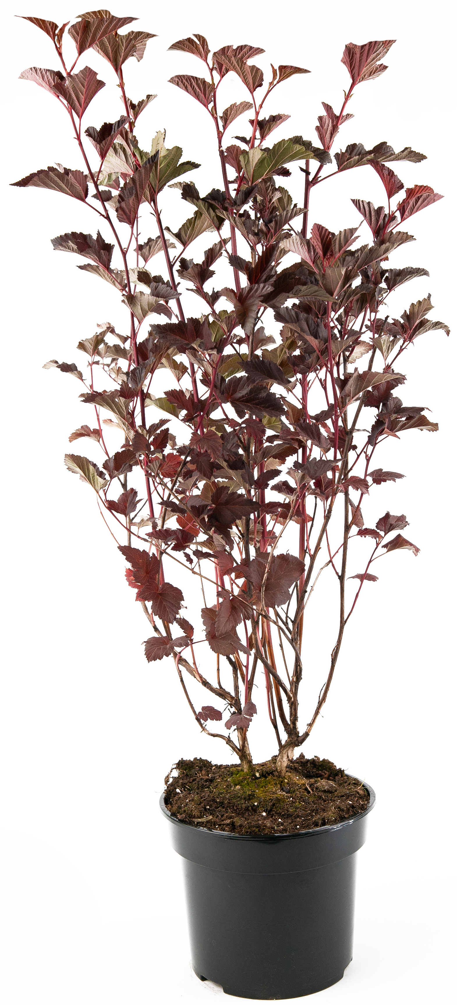 Пузыреплодник Andre Santreyd - декоративный кустарник с ажурной листвой 85292572 STLM-0060900