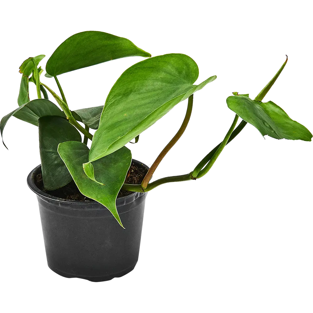 Santreyd Филодендрон Silver Sword с серебристыми листьями 89351066 STLM-0953990 - Вид №3