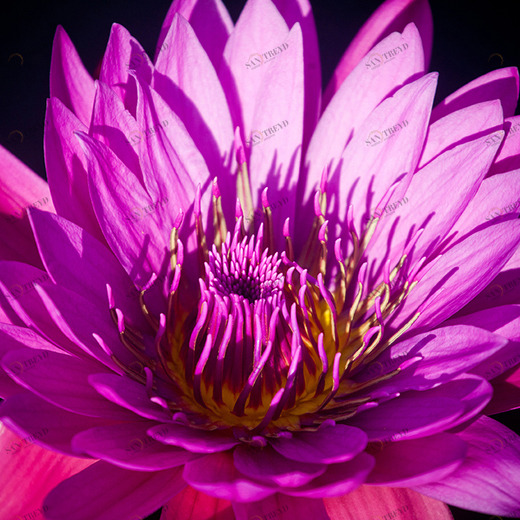 C1-386 Фотообои DIVINO Collection C 2.38х3 м C1386