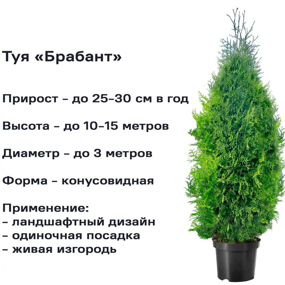 Туя западная «Брабант» 3 л h100 см 82219052 STLM-2205825 Santreyd  - Вид №1