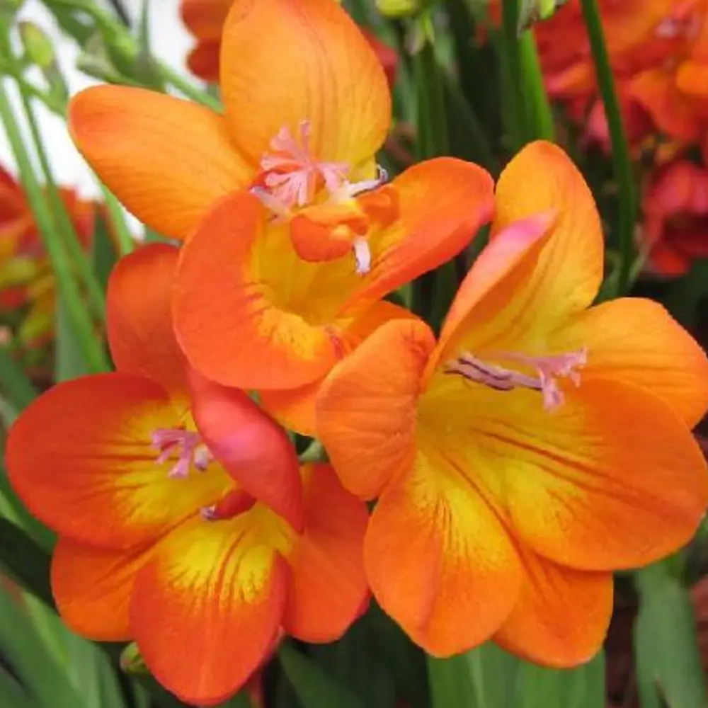 Фрезия «Single Orange», 4х5 см 14375698 STLM-2203567 GEOLIA 