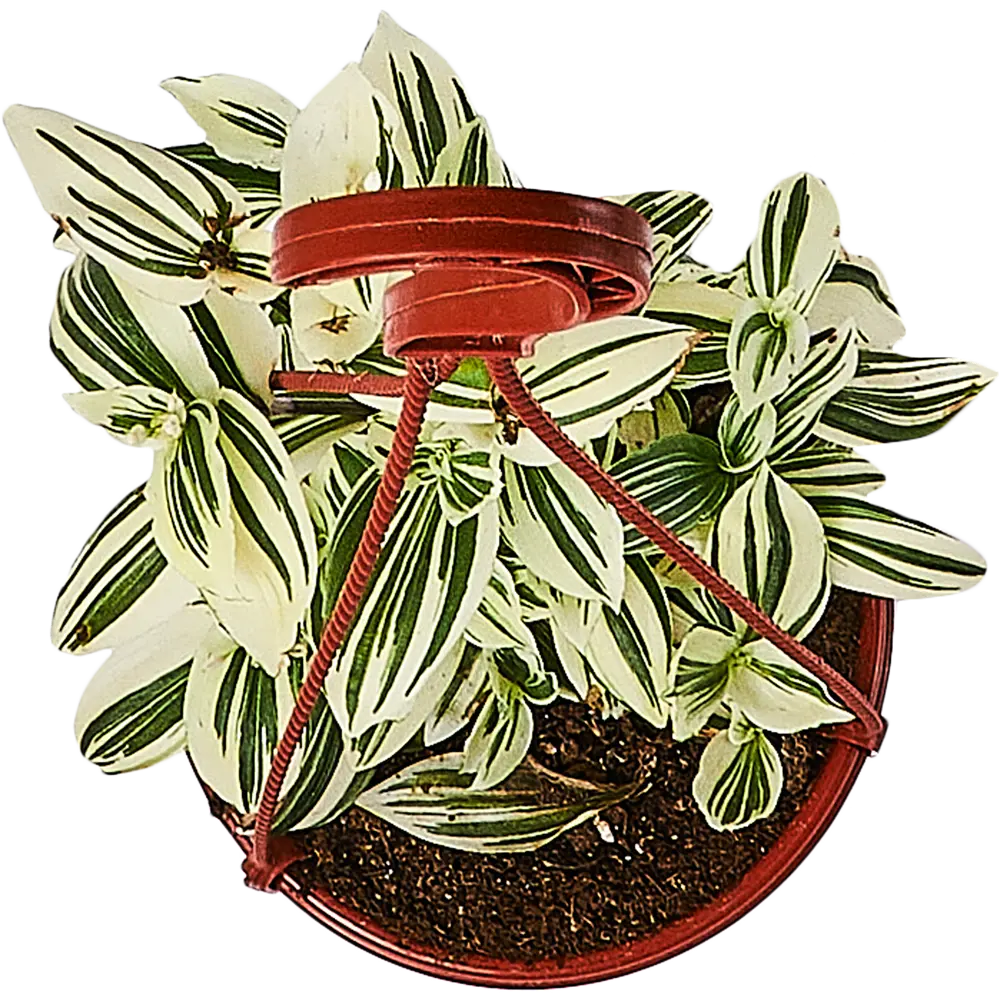 Santreyd Традесканция белоцветковая в подвесном кашпо 89338382 STLM-0955333 - Вид №2