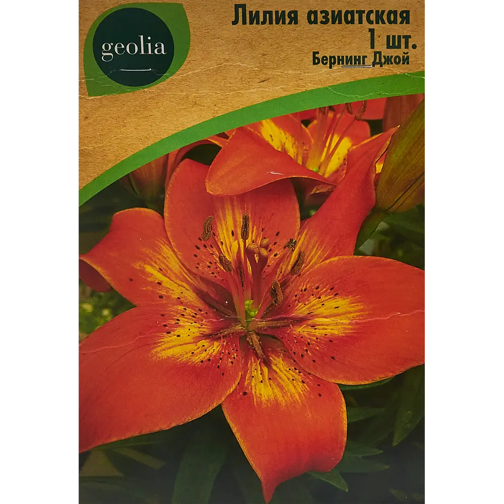 Лилия Geolia азиатская Бернинг Джой 86408616 STLM-2059439 