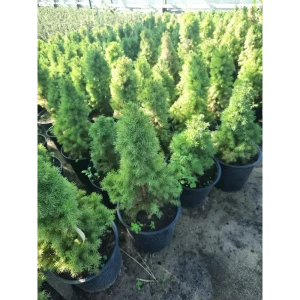 Ель натуральная Коника h20 - 30 см 89340363 STLM-2018538