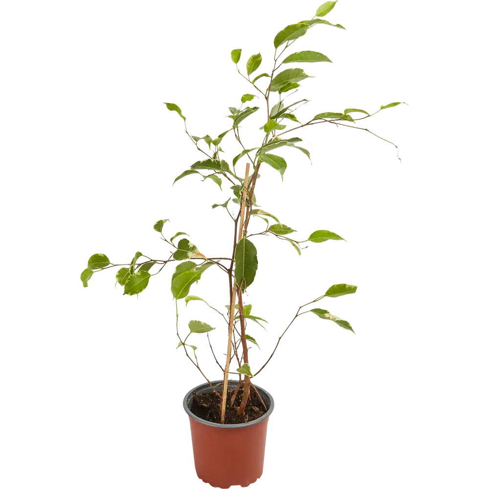 Фикус Бенджамина Эстер 13x35 см 12502104 STLM-2144952 Santreyd 