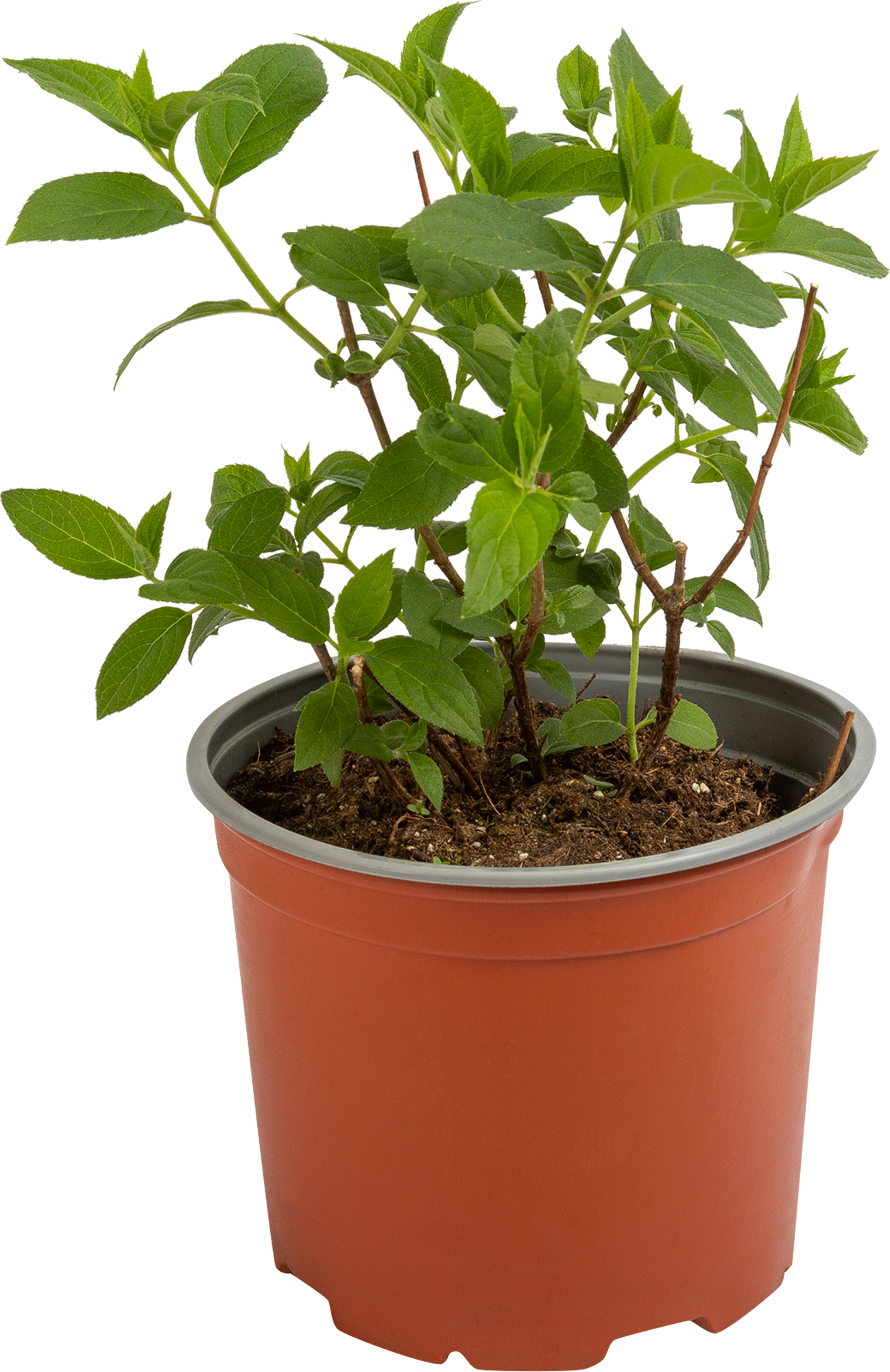 Гортензия метельчатая Бобо Santreyd - карликовый сорт с наградой 82585339 STLM-0030695 - Вид №1