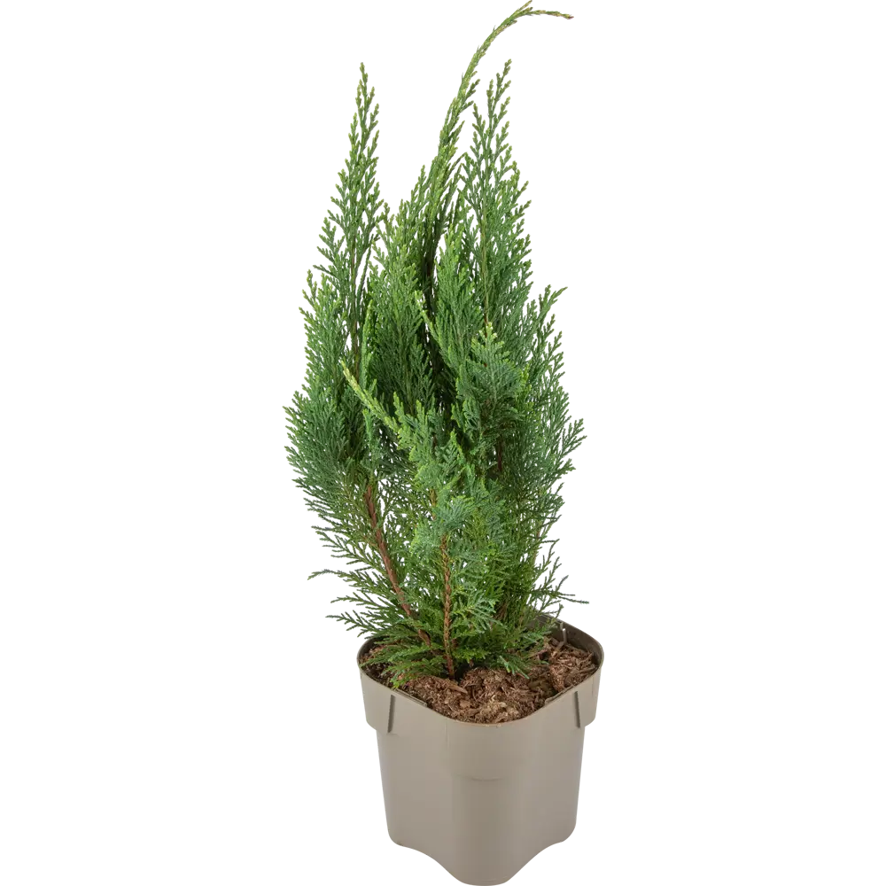 Кипарисовик «Уайт Спот», 17x30-40 см 18382887 STLM-2122120 Santreyd  - Вид №4