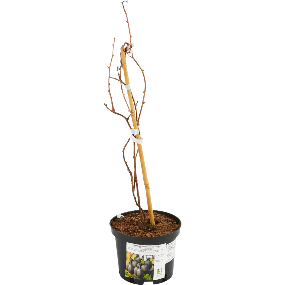 Santreyd Актинидия аргута Кенс Рэд - плодоносящая лиана для сада 85325512 STLM-0061606 - Вид №2