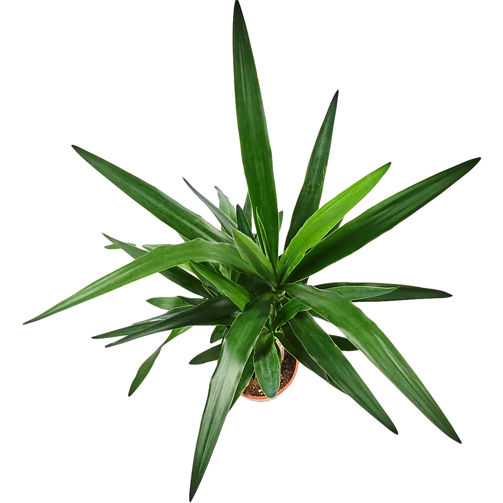 Юкка Santreyd - изящное комнатное растение с мечевидными листьями 82578562 STLM-0030443 - Вид №1