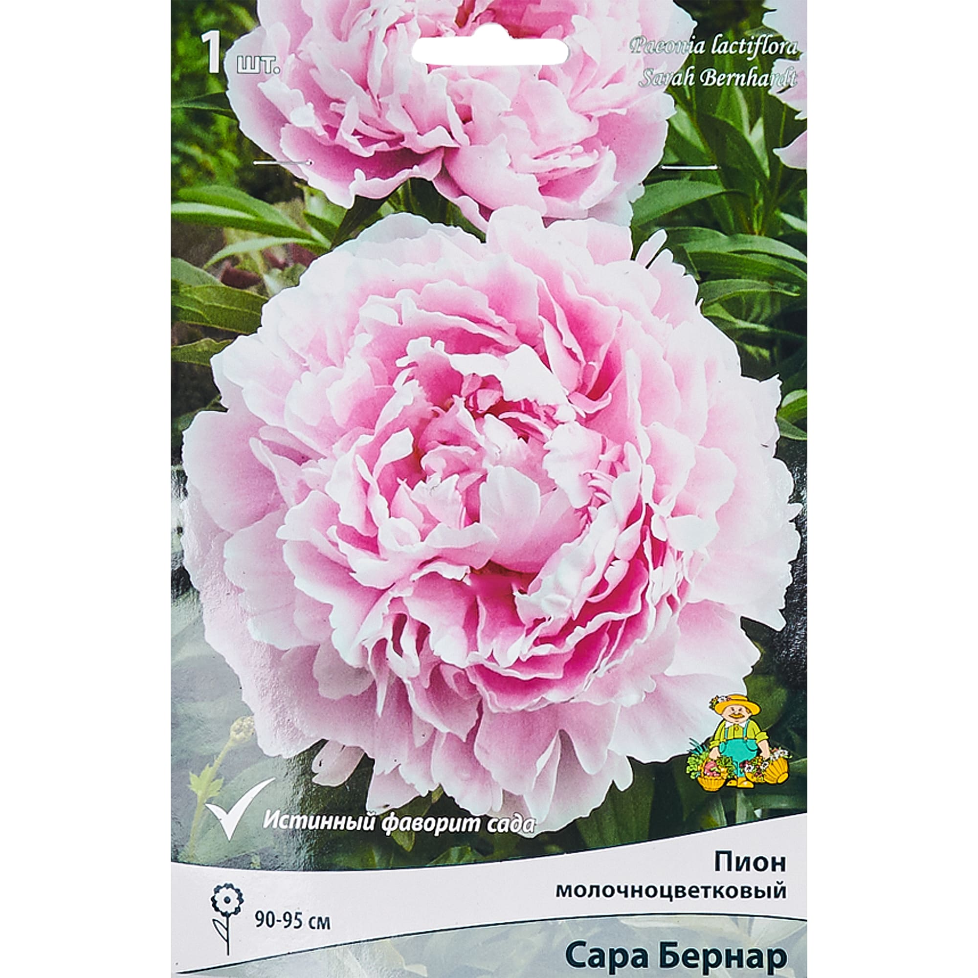 83600096 Пион травянистый Сара Бернар Капер луковица 1-2 Santreyd 