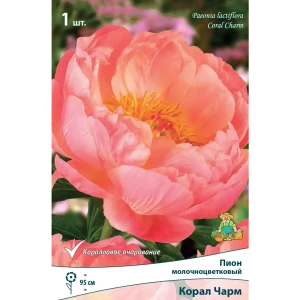 Пион молочноцветковый травянистый «Корал Чарм» разбор 1-2 82661873 STLM-2165790