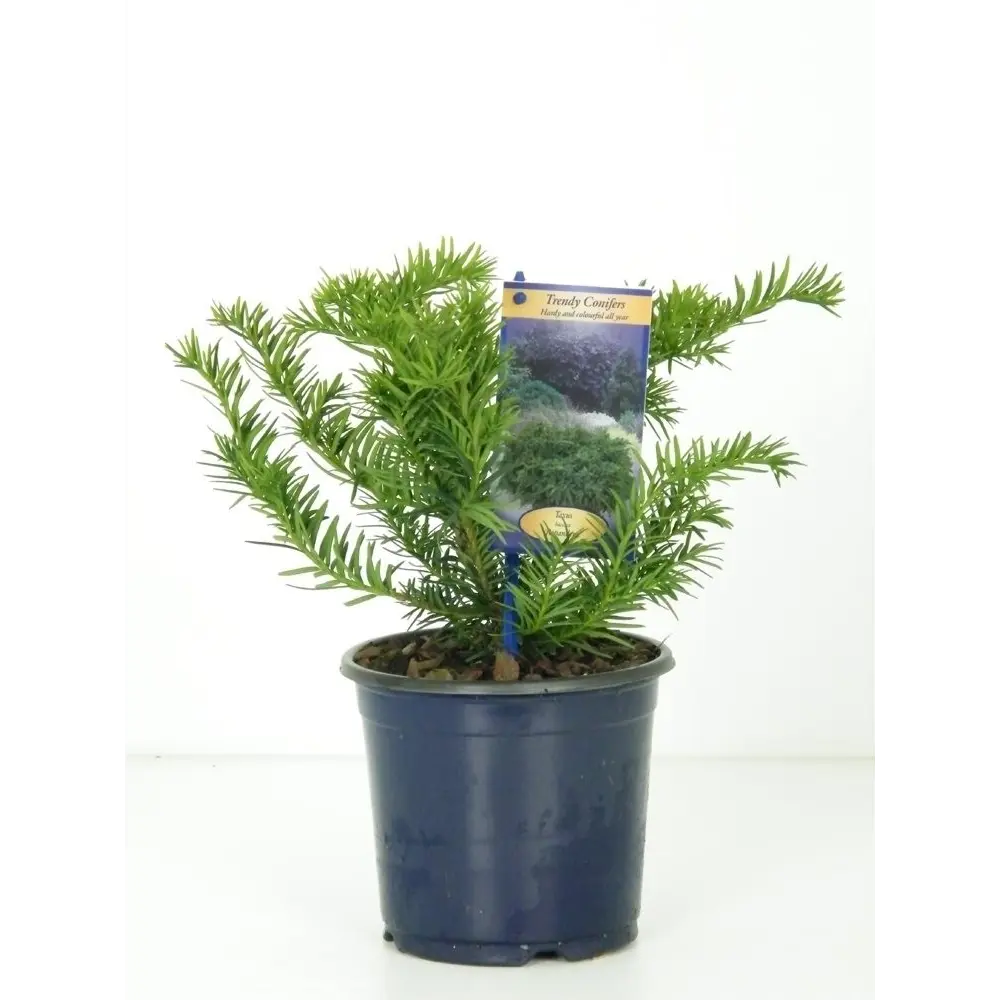 Тис ягодный «Репанденс» 9x15 см 82601683 STLM-2030394 Santreyd 