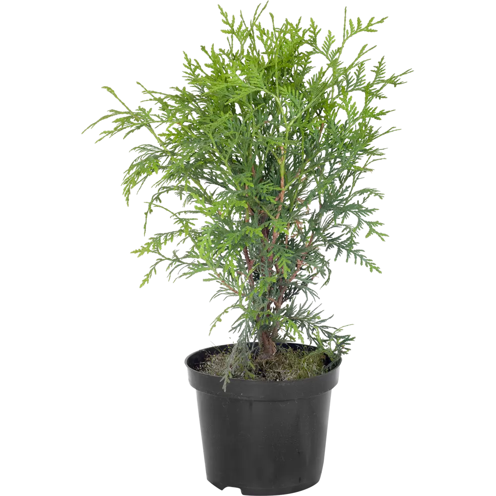 Туя западная «Вудварди» C3 ГАВРИШ STLM-2056707