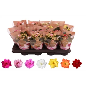 Каланхоэ Каландива микс ø7 h10 см 89412056 STLM-2165371