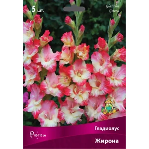 Гладиолус крупноцветковый Жирона луковица 12/14