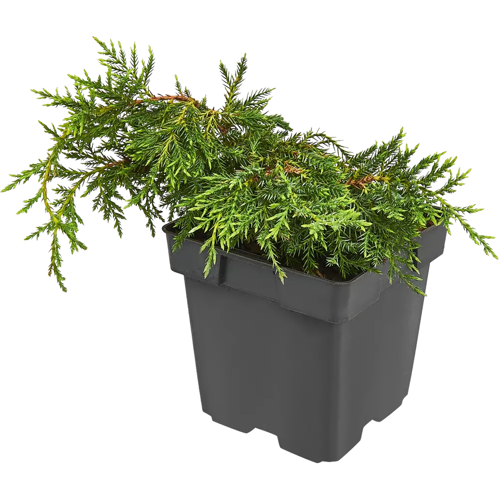 Можжевельник средний Мордигант Голд ø15 h30 см PLANTMARKET STLM-2131878 - Вид №3