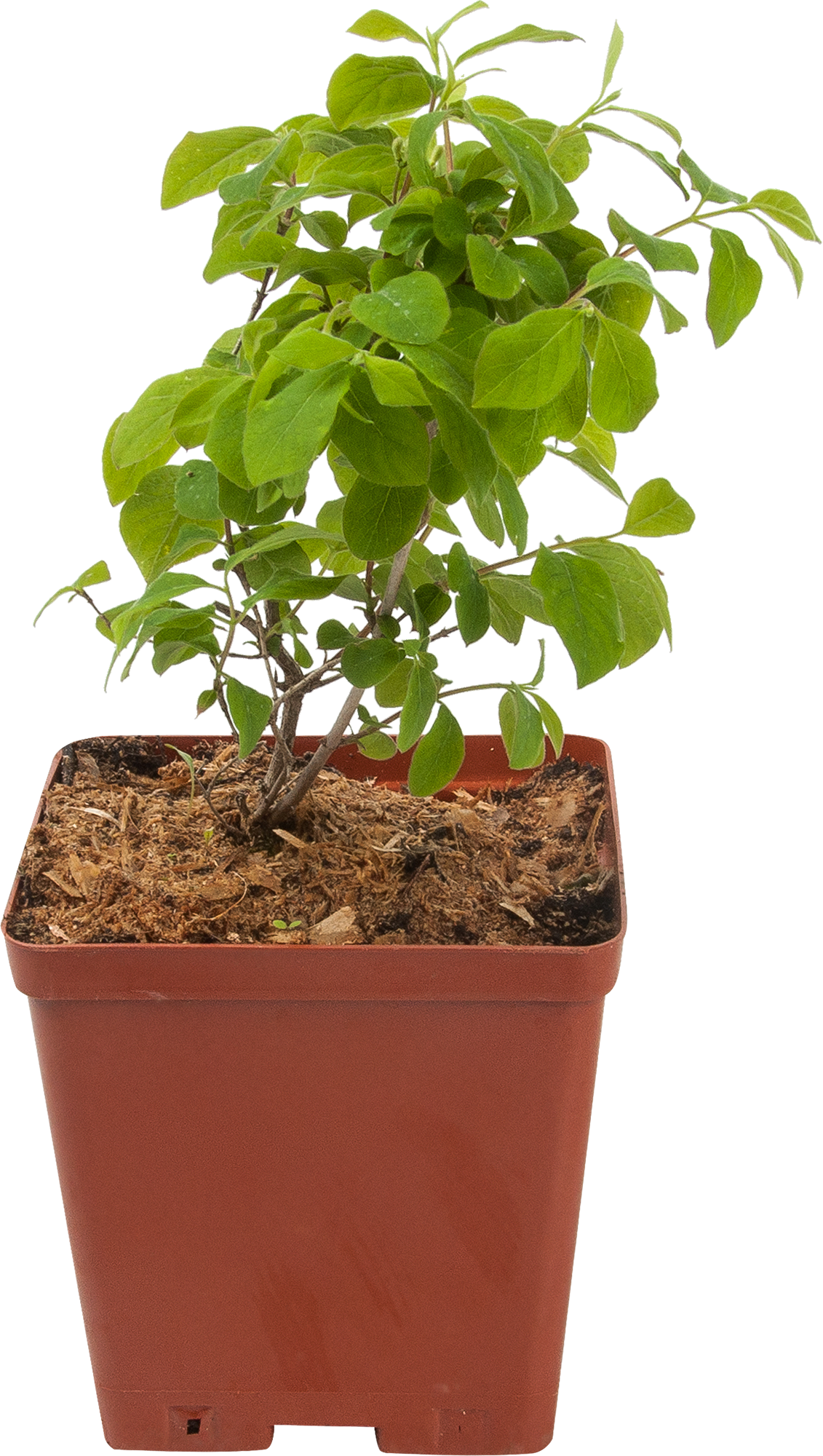 Жимолость декоративная Santreyd с ягодами-вишнями 82595159 STLM-0030948