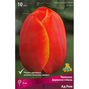 Тюльпан Дарвинов гибрид Ад Рем, 10 шт 85205578 STLM-2032564