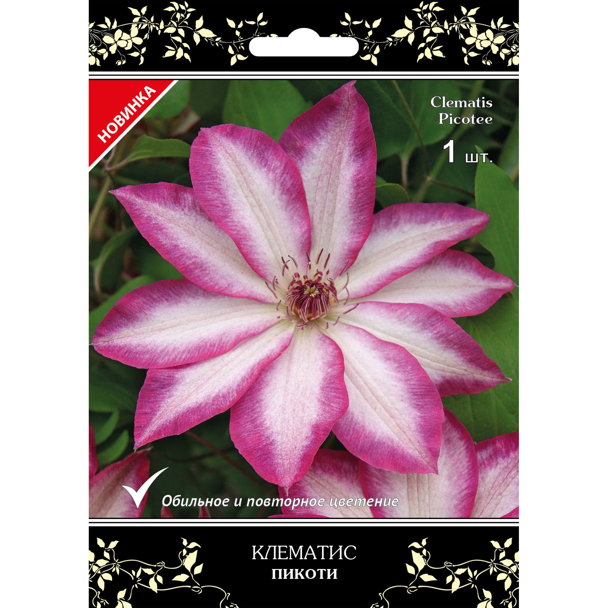 82527454 Клематис крупноцветковый Пикоти в капере Santreyd 