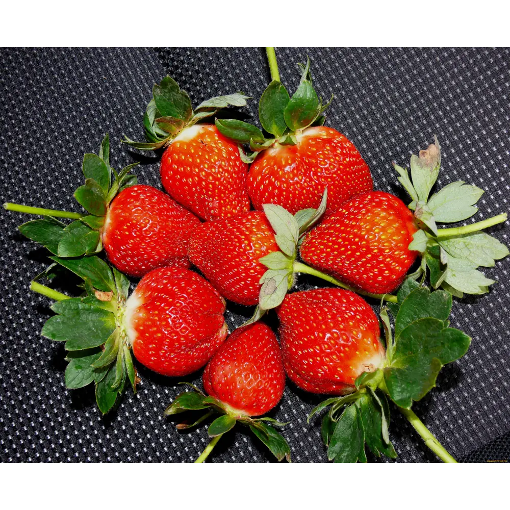 Земляника садовая «Эльвира» 9x15 см 82625405 STLM-2051711 PLANTMARKET  - Вид №2