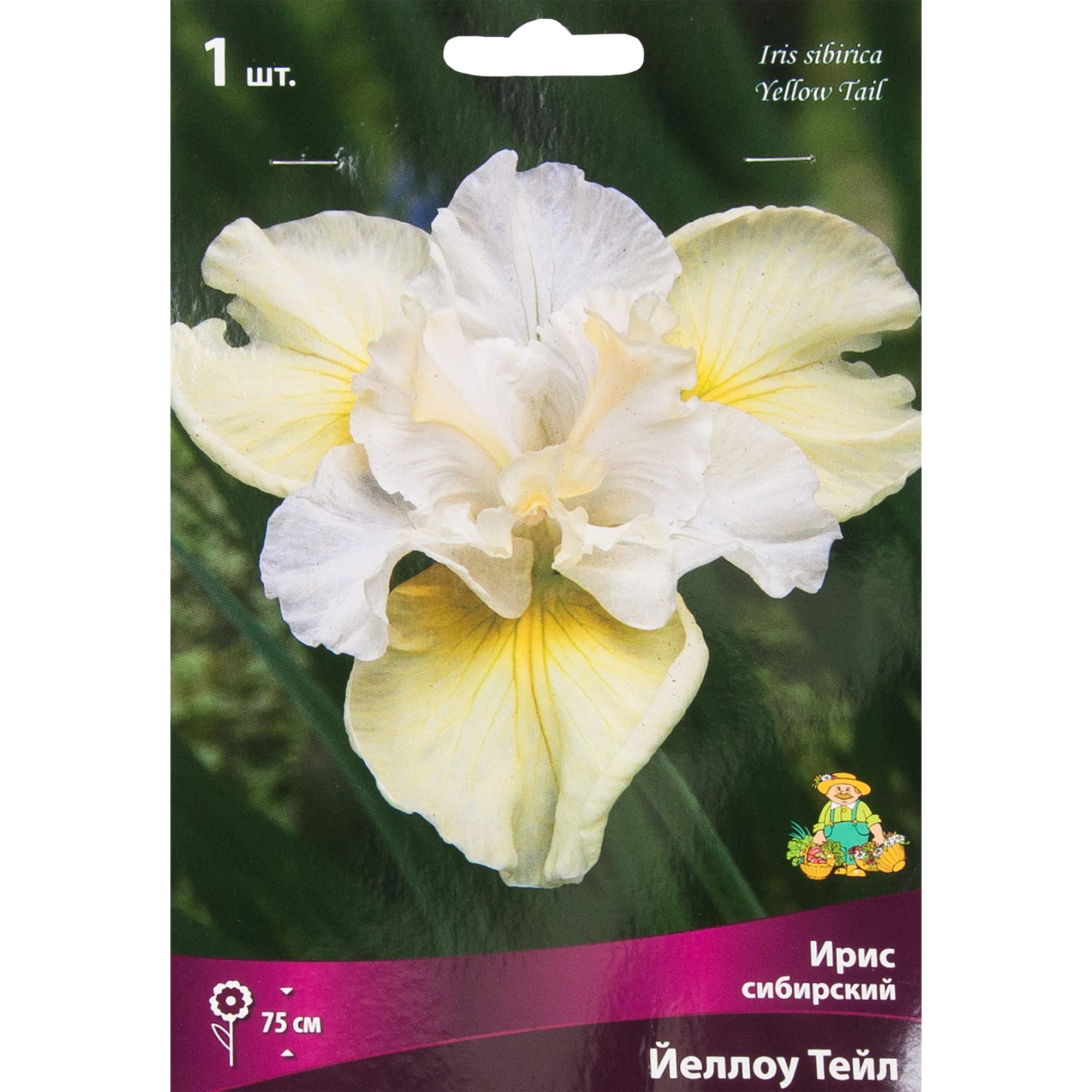 82319550 Ирис сибирский «Йеллоу Тейл», размер луковицы I Santreyd 