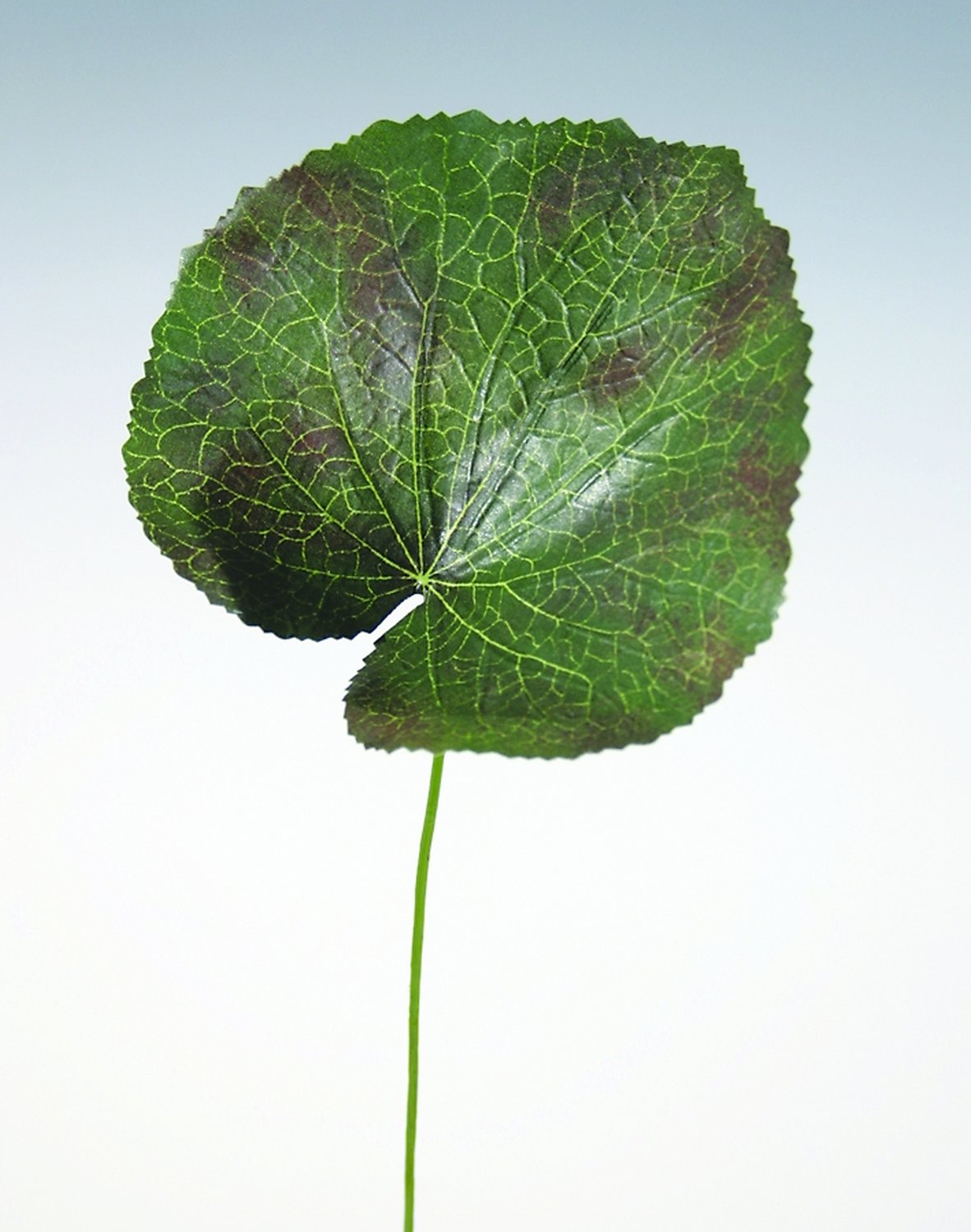 6470 844 a1 Пластиковый лист герани, 45 см, зелено-красный H-andreas  - Вид №2