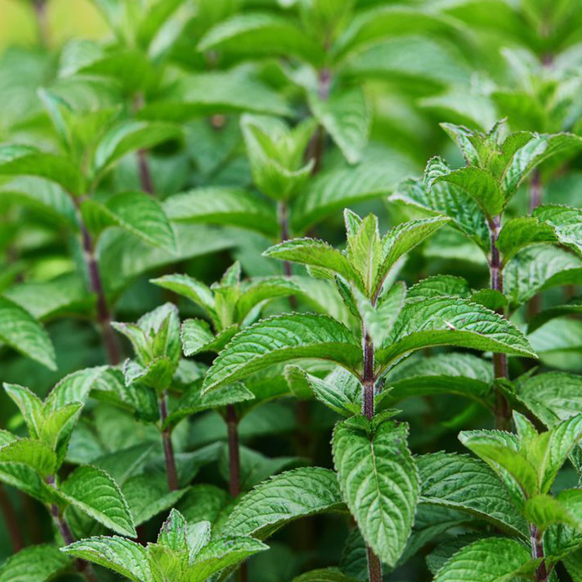 82237765 Мята перечная Р9 Santreyd  - Вид №1