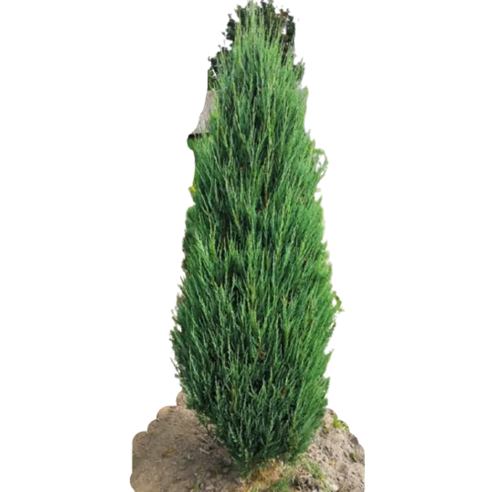 Можжевельник скальный Скайрокет Rb ø40 h160 см 84834053 STLM-2005689 PLANTMARKET 
