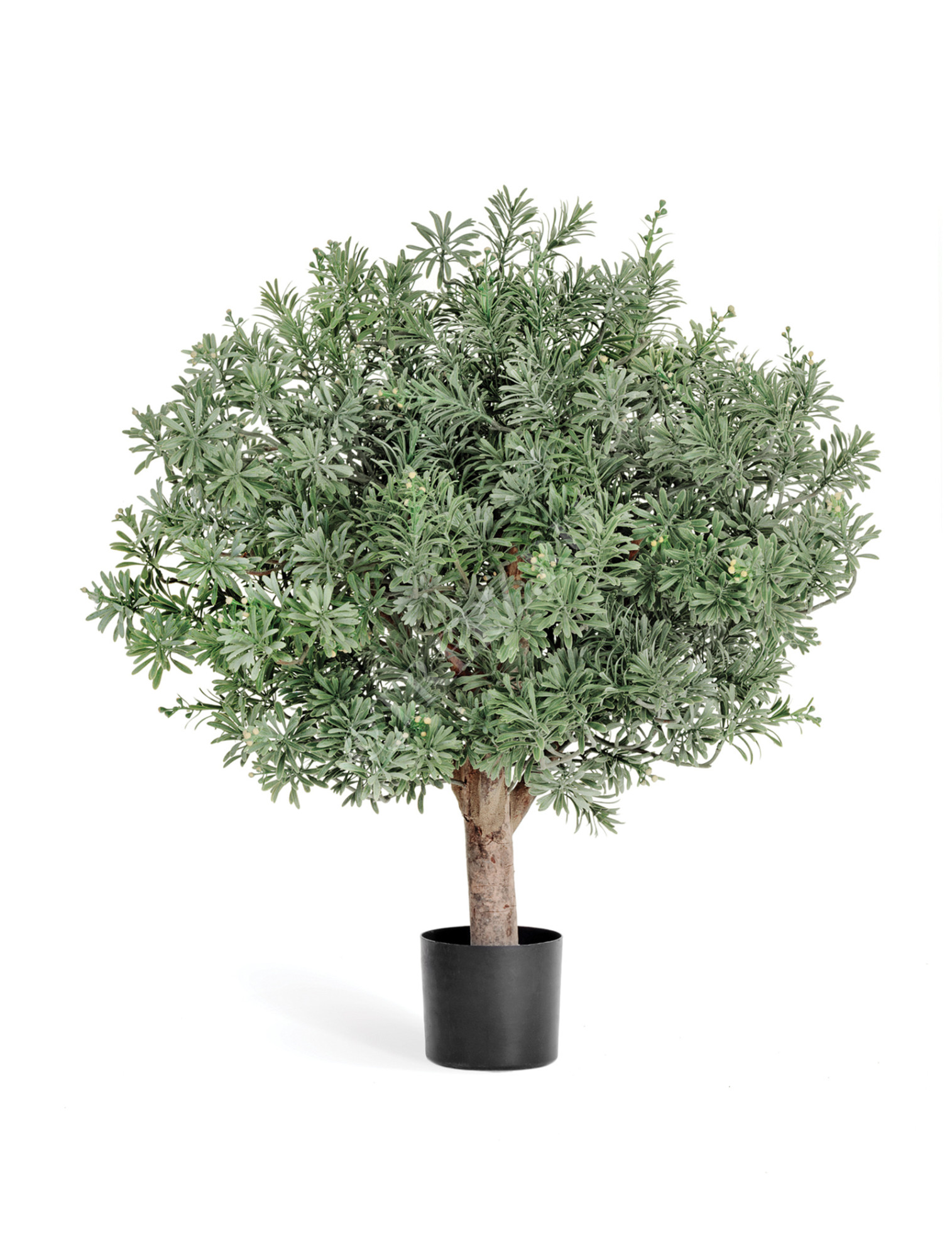 10.56602N Кроссостефиум (Миллер) шар Цветочная коллекция 