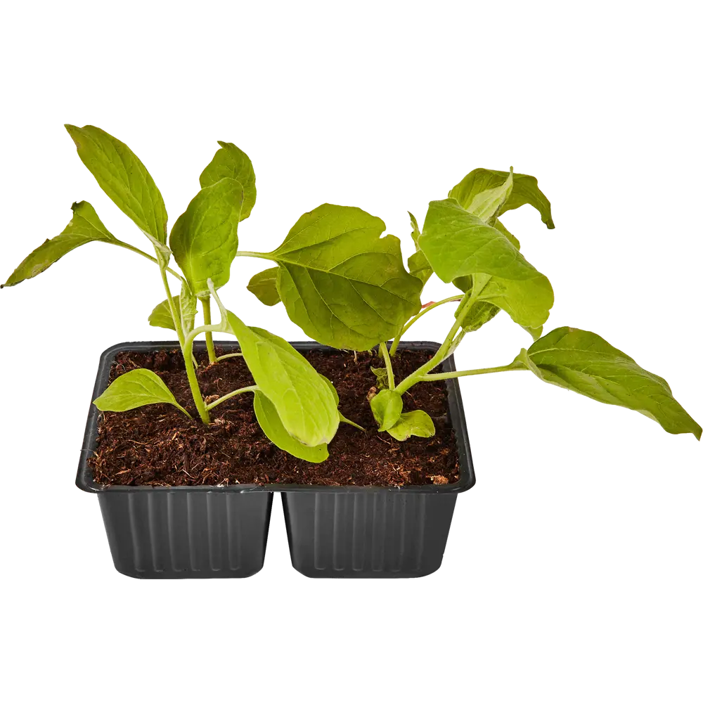 Santreyd Баклажан рассада 4 шт - готовые к высадке саженцы 87544049 STLM-0074396 - Вид №1