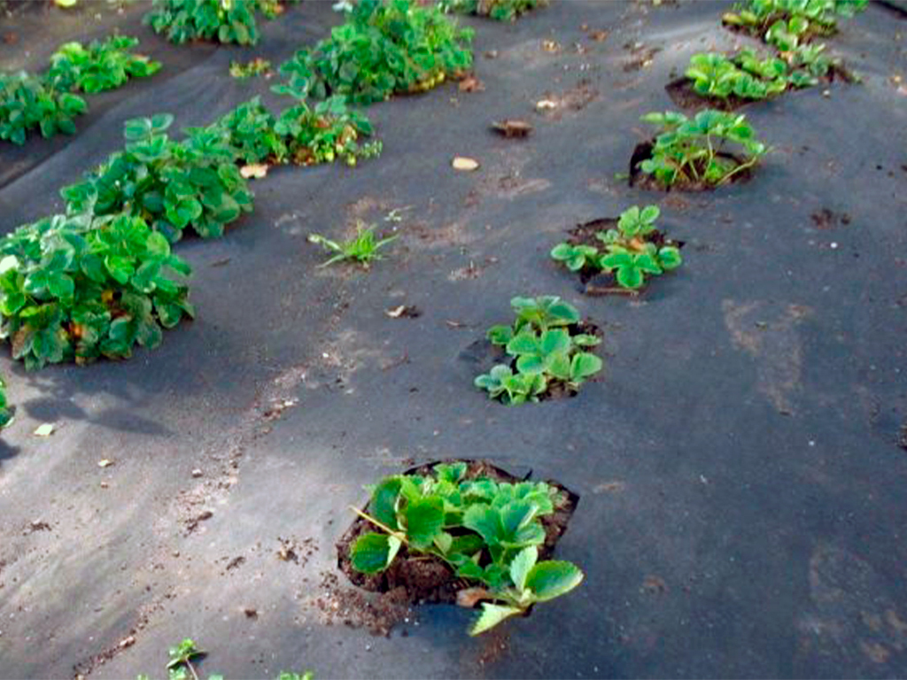 Спанбонд чёрный СУФ 60, 3,2*10 м ГеоПластБорд GPBST-121 - Вид №2