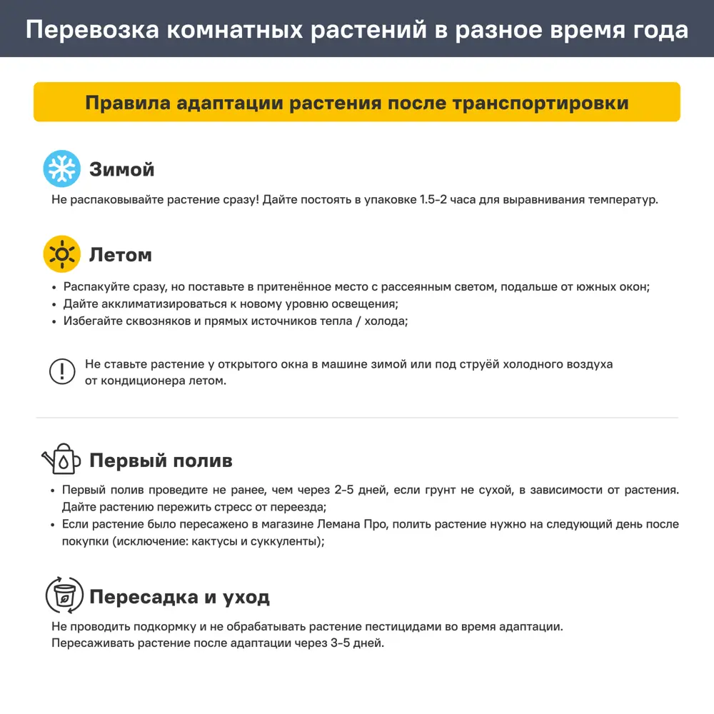 Хамедорея Элеганс ø9 h35 см 89441625 STLM-2206292 Santreyd  - Вид №5