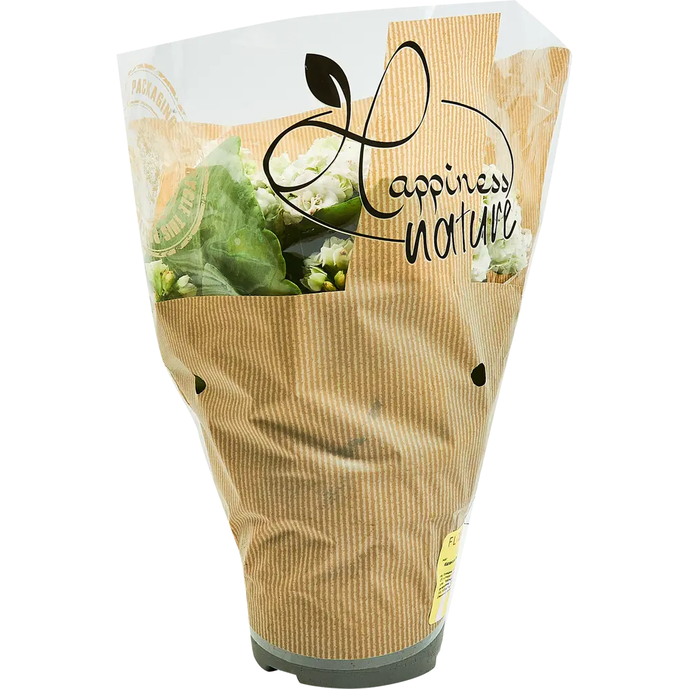 Каланхоэ Розалина микс Santreyd — цветущий суккулент для дома 89352856 STLM-0953940 - Вид №4