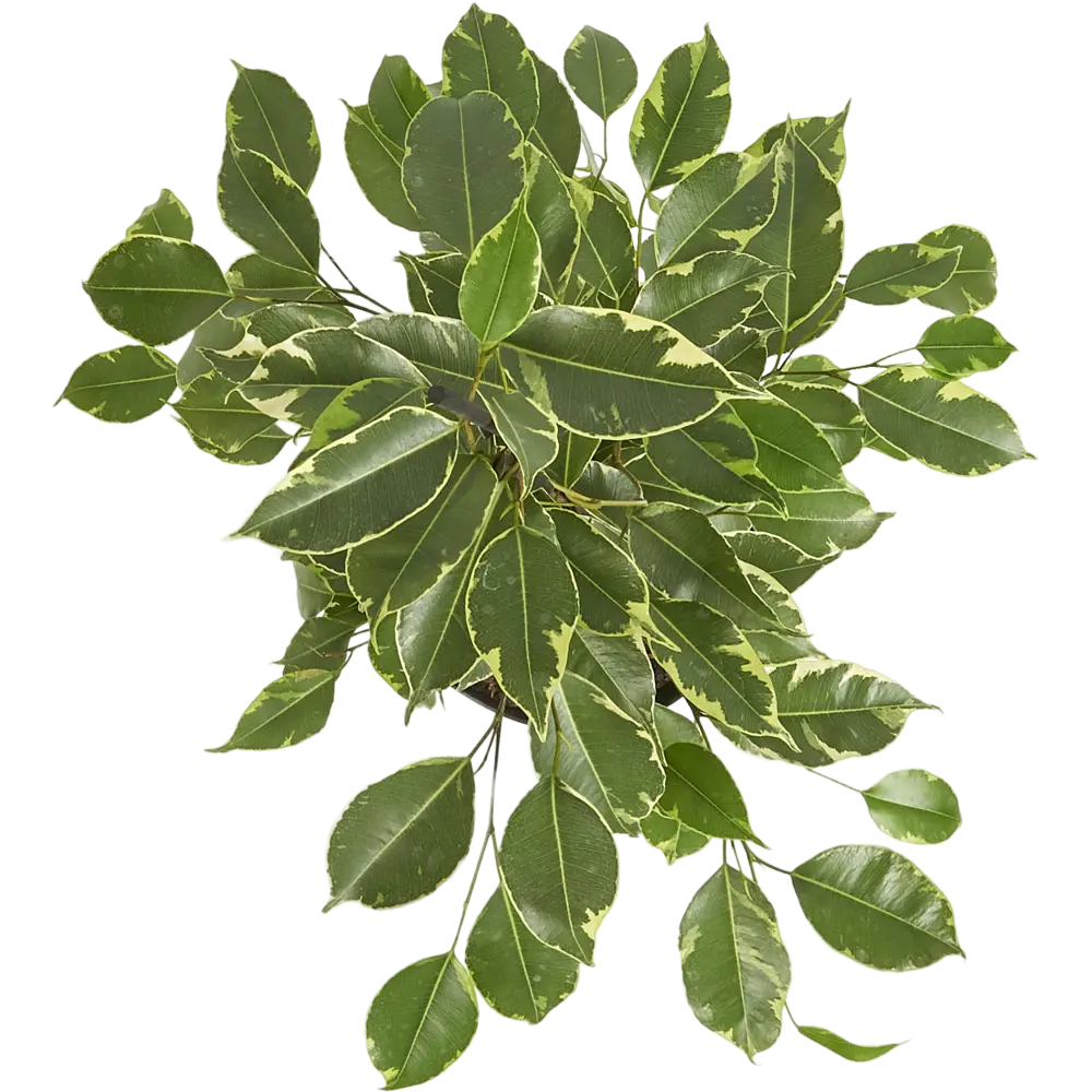 Фикус Бенджамина Голден Кинг ø17 h70 см Цветочный альянс 82399585 STLM-2121601 Santreyd  - Вид №1