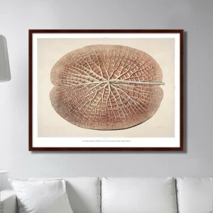 Картина: Leaf of a gigantic water lily, 1870г. КАРТИНЫ В КВАРТИРУ  264212 Разноцветный